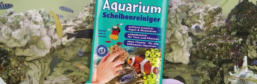 Vissenkom schoonmaken met een schuurspons